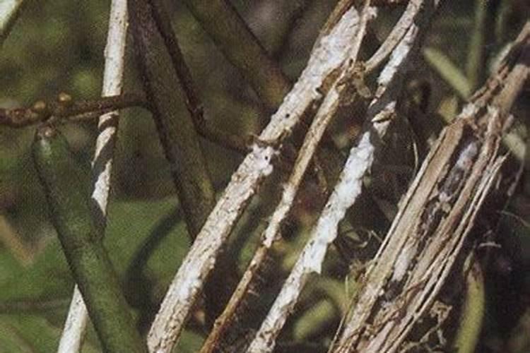 揭秘绿豆菌核病的防治之道：从药物治疗到综合管理技巧