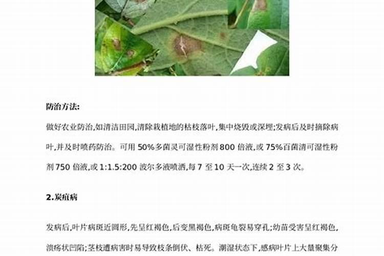 金银花害虫防治