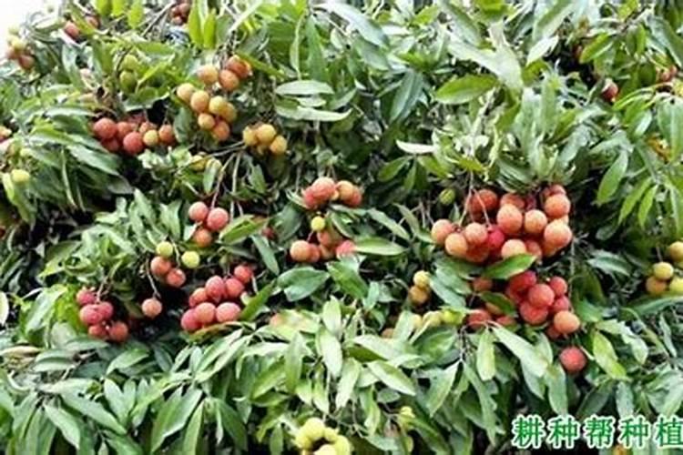 荔枝蝽蟓危害和防治方法？