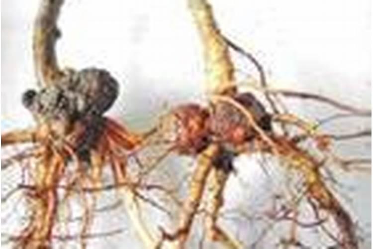 守护果实之源：有效防治果树根癌的策略