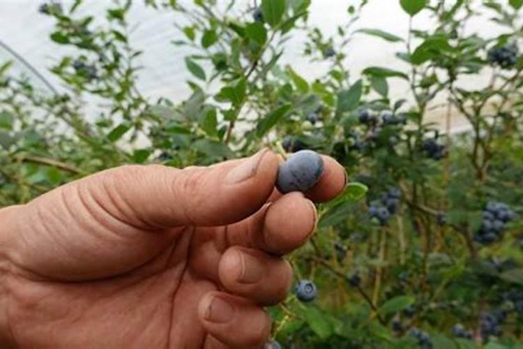 揭秘蓝莓种植的土壤与肥料管理秘籍