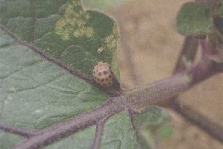 茄田守护者：策略防治茄二十八星瓢虫
