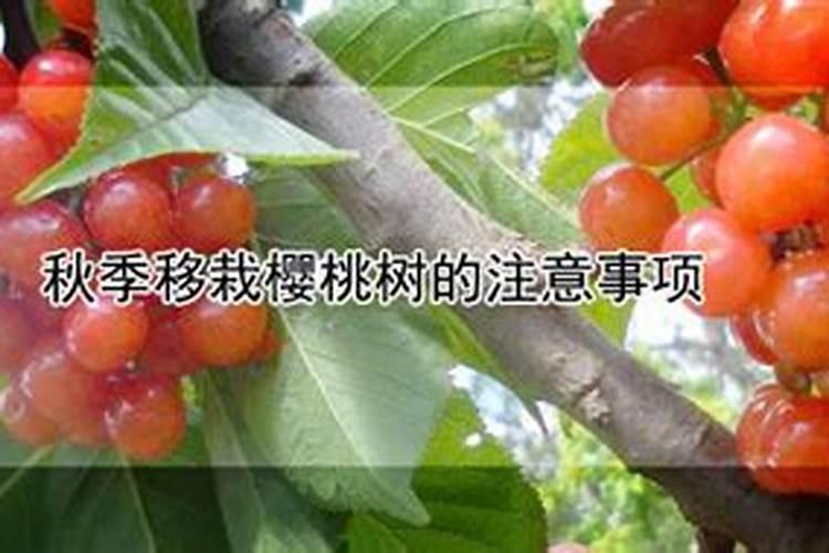 秋季移栽樱桃树：关键步骤与注意事项