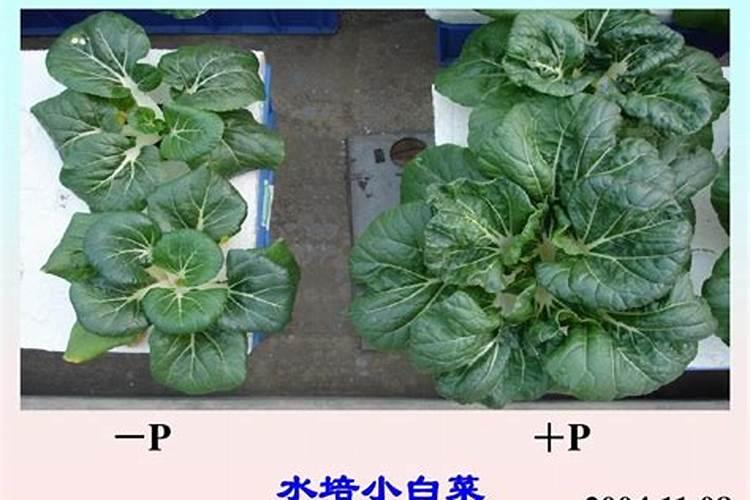 白芨底肥与磷肥：植物生长的黄金搭档
