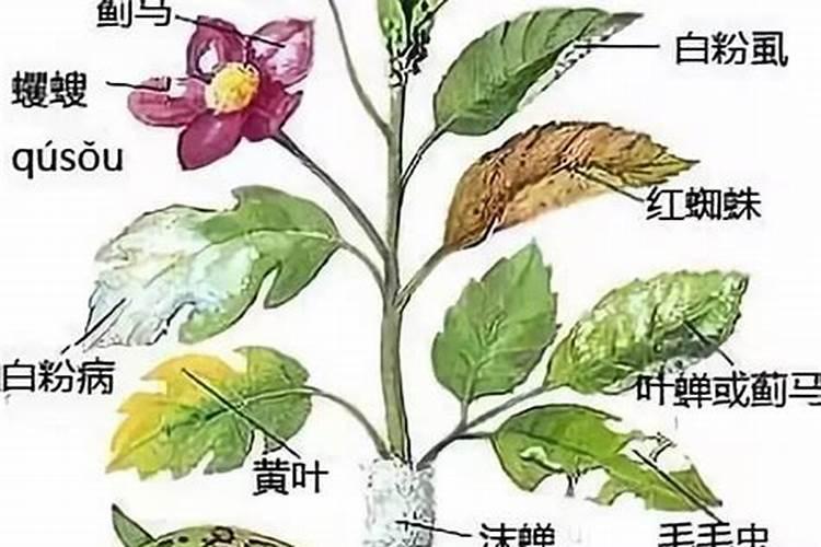 杨梅9大传染性病害症状及防治技术
