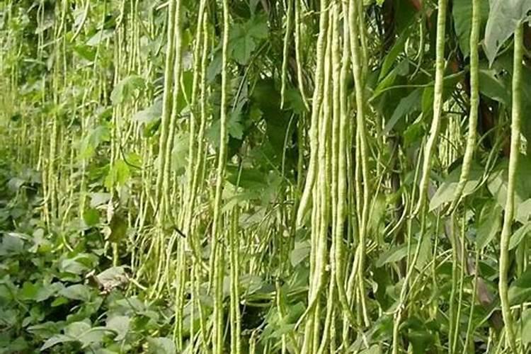 豆角长多大才能喷叶面肥水？