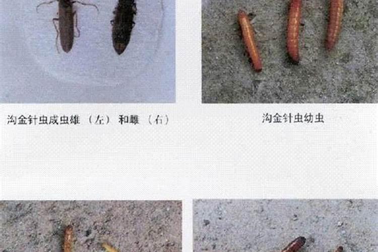 牡丹细胸金针虫的克星：有效防治策略与药物选择