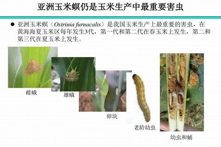 玉米螟防治的关键时期与有效药物