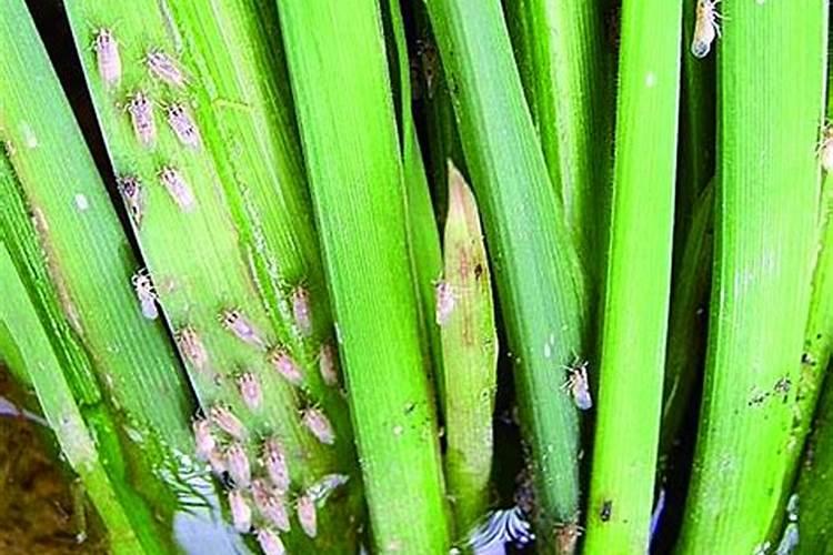 稻飞虱能活几天，主要危害水稻哪个部位？