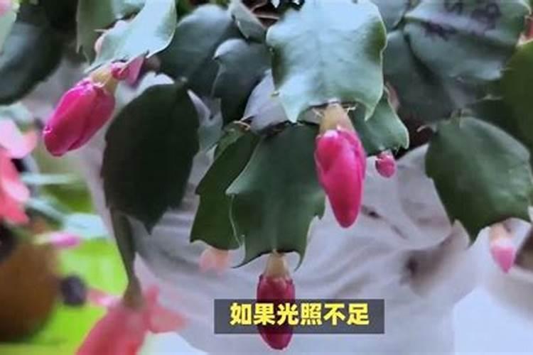 绿意盎然：蟹爪兰的营养秘籍——羊粪肥料的妙用