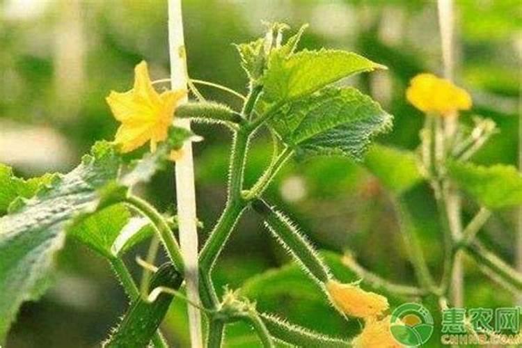 黄瓜缺钙怎么办？黄瓜缺钙的原因及补钙要点