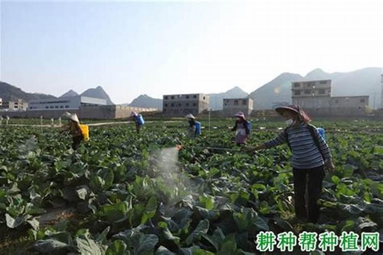 哪些因素直接影响叶面肥的肥效？