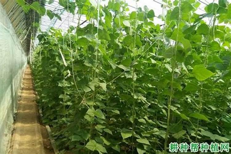 种植的大棚菜豆得微量元素缺乏症的原因