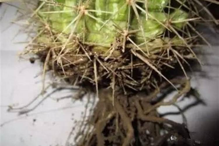 仙人球烂根防治：守护绿色小世界的关键步骤