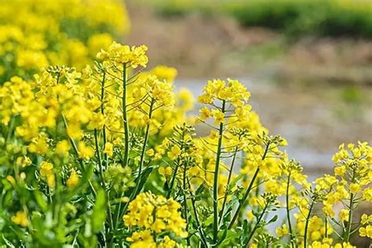 油菜花的栽培要点，如何让你的油菜花蓬勃生长？