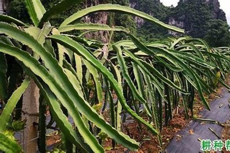 火龙果缺素症有哪些？