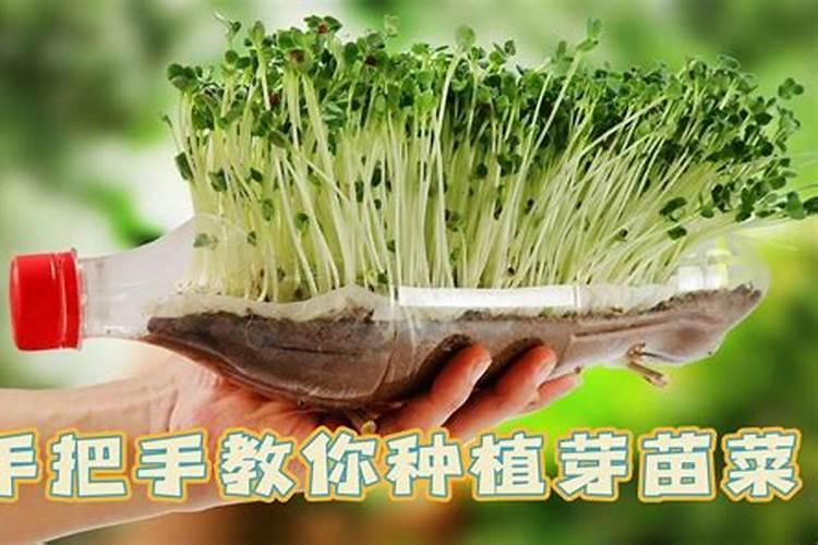 家中种植乐趣：亲手栽培营养丰富的淮山