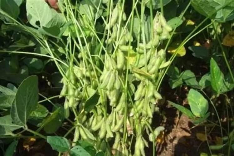 黄豆结荚期需要喷施叶面肥吗？