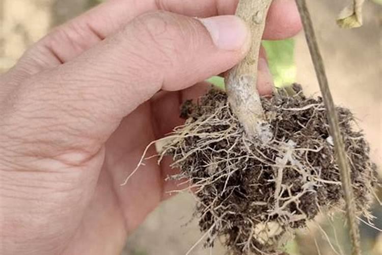 战胜茄子白绢病：全面防治策略解析