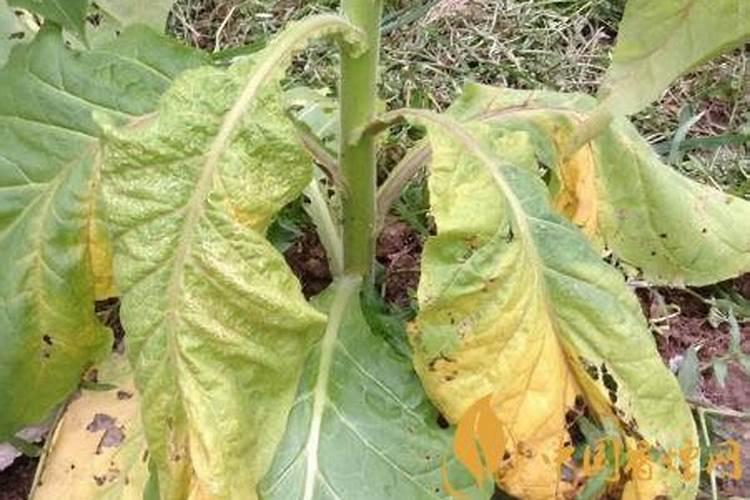 烟叶药害诊断：三个关键症状解析