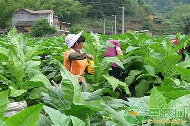 种植烟草如何使用农药？