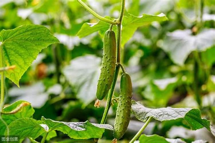 大棚黄瓜的种植及管理措施（二）