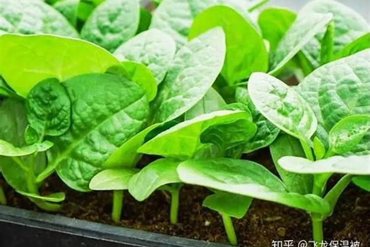 北方怎样种植木耳菜，北方木耳菜的栽培技术要点？
