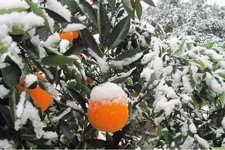 果树花期遇冻害怎么办？