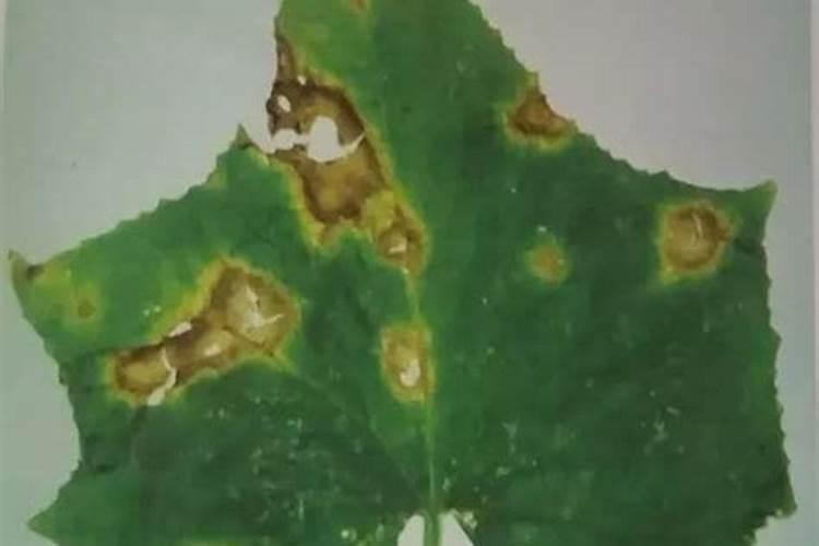 黄瓜炭疽病造成的产量损失有百分之多少？