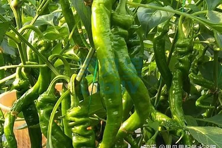 辣椒用什么冲施肥料最好？