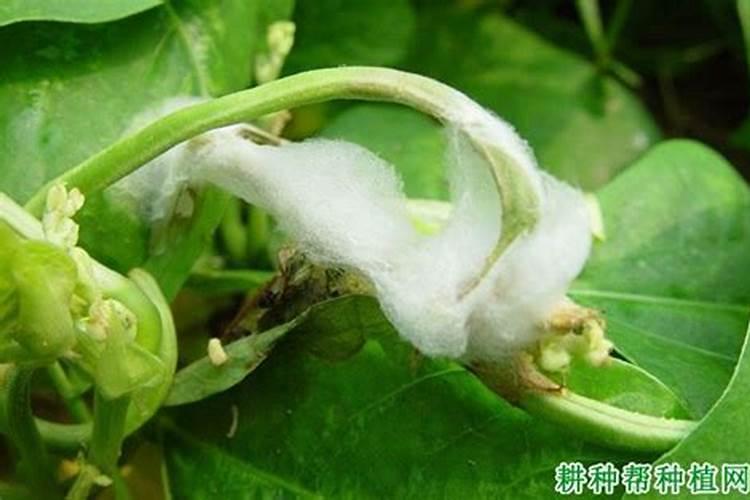豇豆菌核病用什么方法治？豇豆菌核病防治技巧