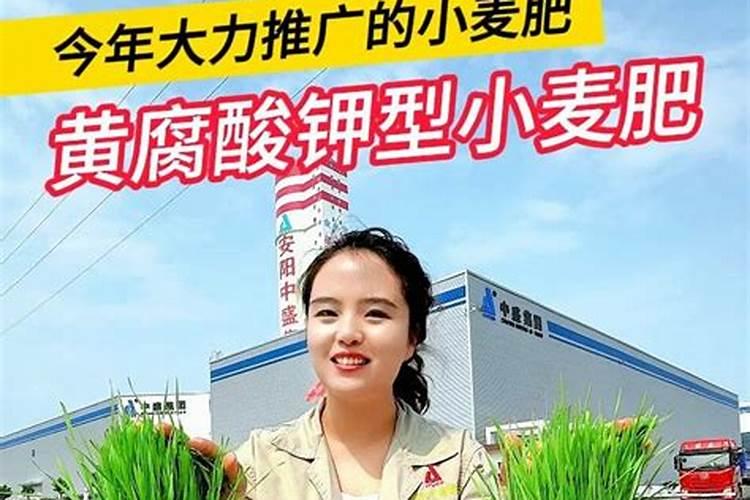 黄腐酸钾小麦怎么生根发芽快？