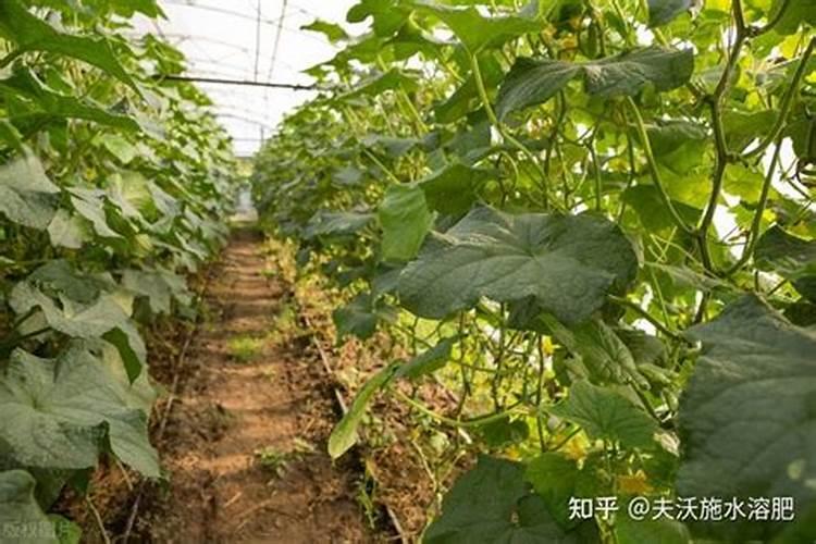 肥料在大棚黄瓜番茄上如何施用效果好？