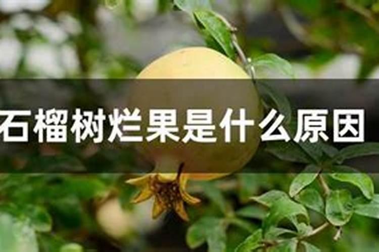 石榴掉果是什么原因？