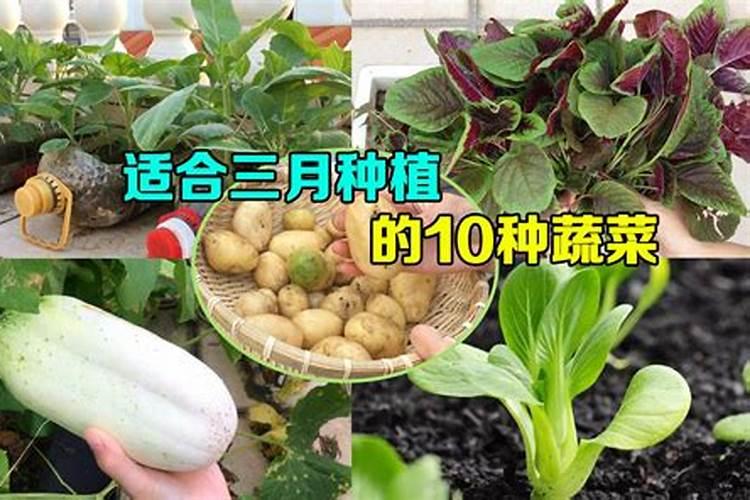 春意盎然：三月份蔬菜种植的黄金指南