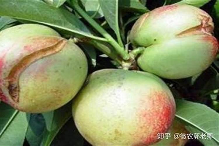 为您揭秘瓜类裂果原因