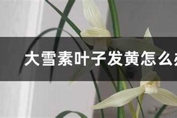 大雪素叶子发黄怎么解决，怎么处理？