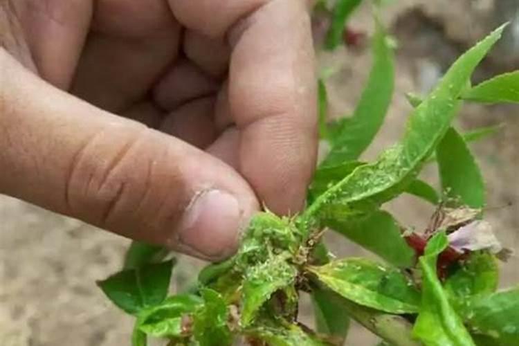 绿豆蚜虫防治：策略与实践