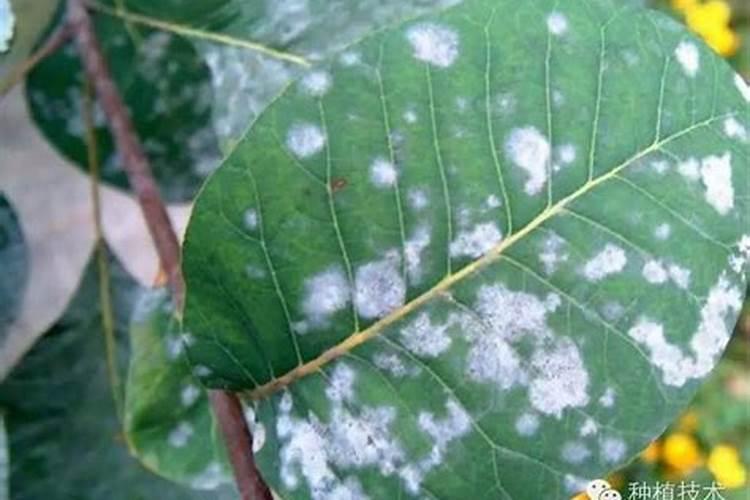 芒果白粉病的危害和防治方法？