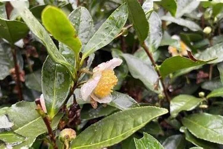 茶树不开花是什么原因？
