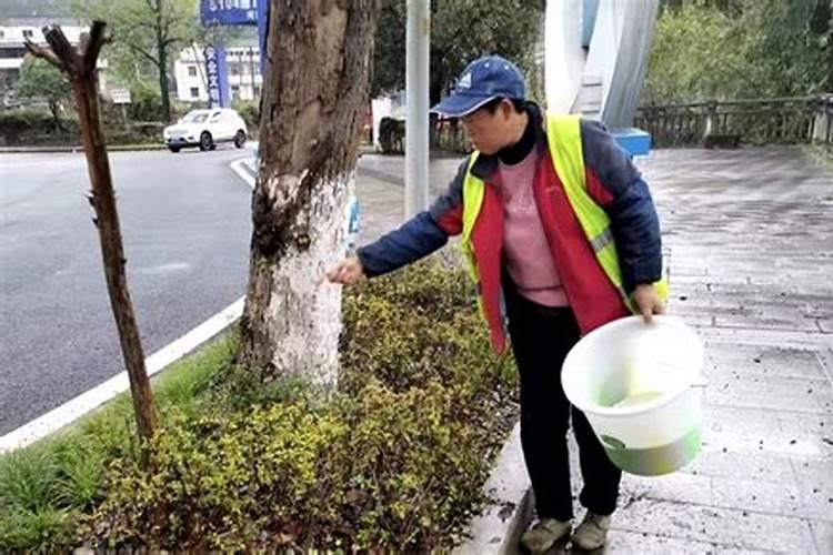 椰菜冬季施肥全攻略：确保丰收的秘诀