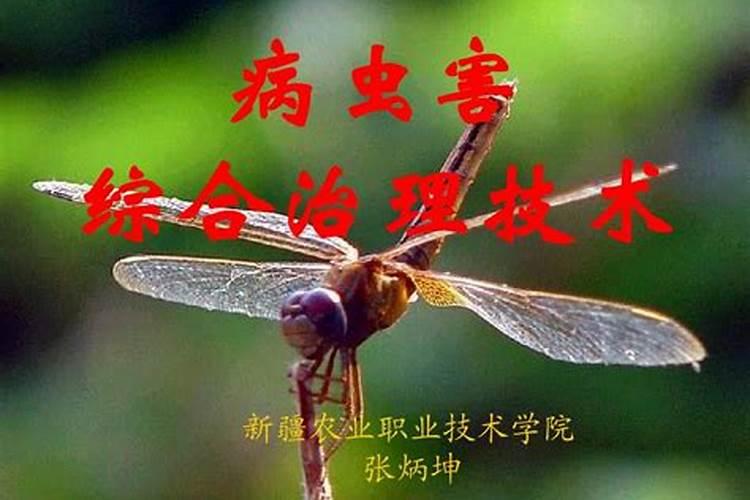 苦瓜的守护者：防范与治理病虫害全攻略