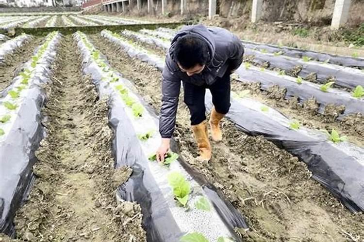 揭秘烟苗移栽：提高成活率的关键步骤