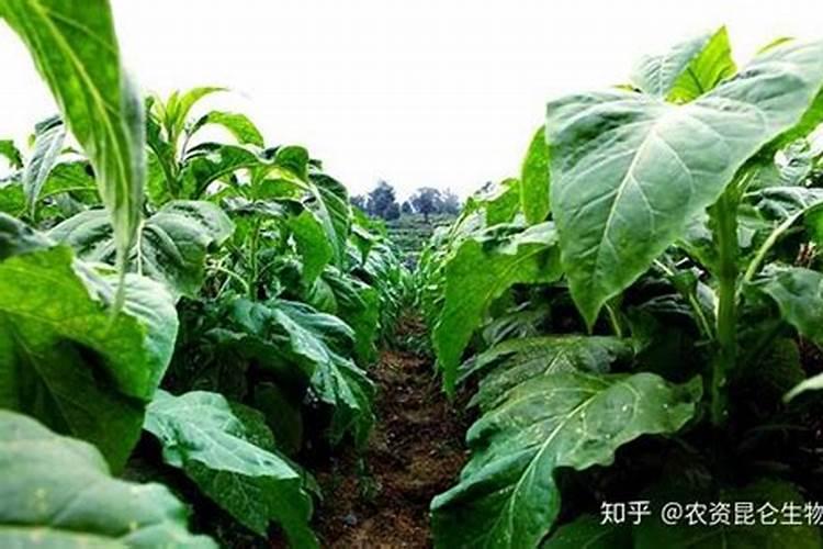 揭秘烟苗移栽：提高成活率的关键步骤