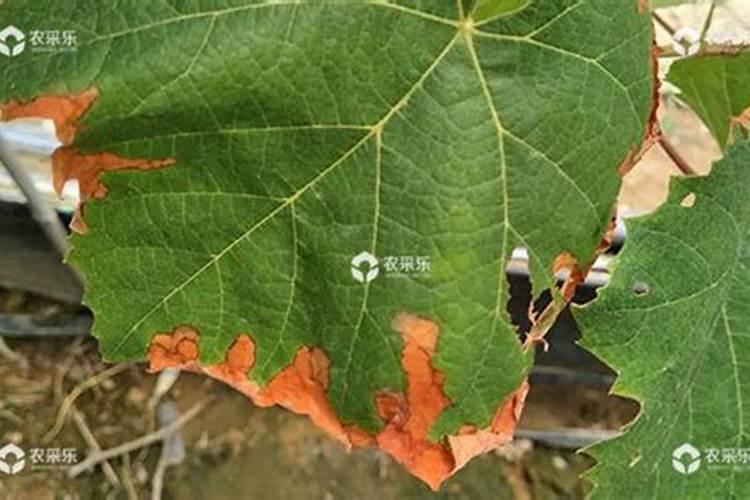 葡萄缺钾症：原因、症状与有效治理策略