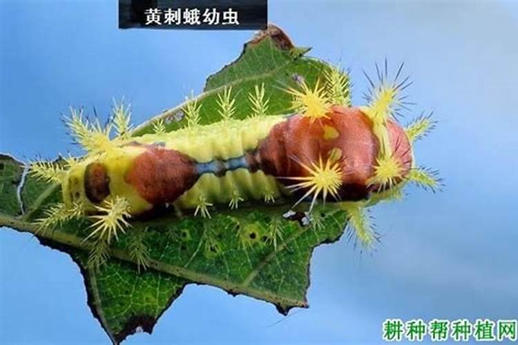 战胜田间之敌：麻田黄刺蛾的综合防治策略