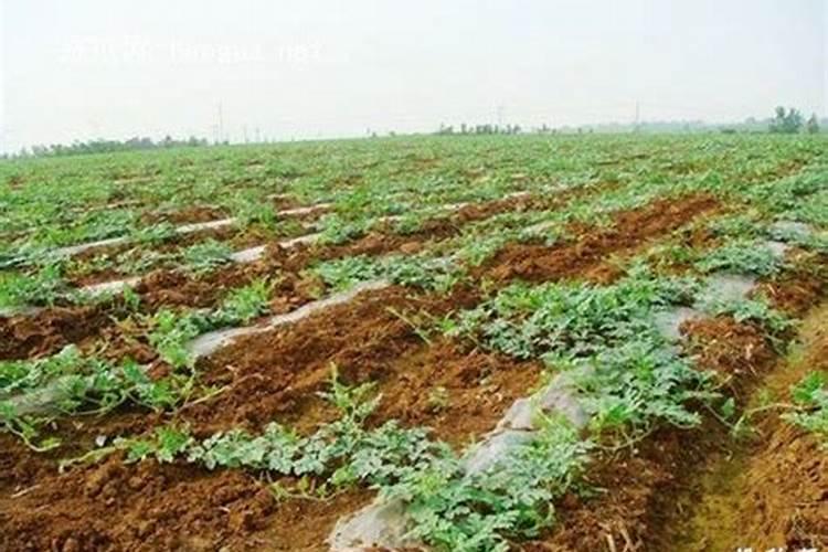 绿意盎然：西瓜田除草剂的选择与应用技术