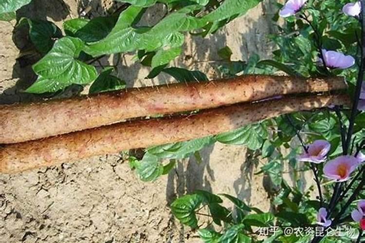 山药重茬种植的病害防治：有效药物与综合管理策略