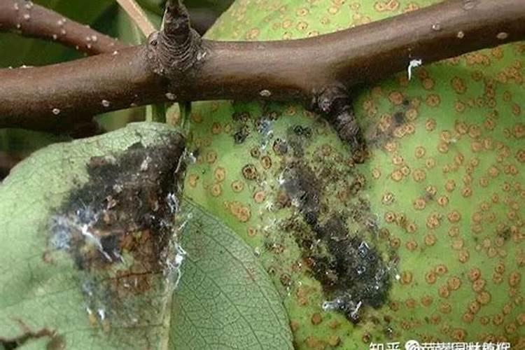 怎样防治梨树木虱和梨缩叶壁虱？