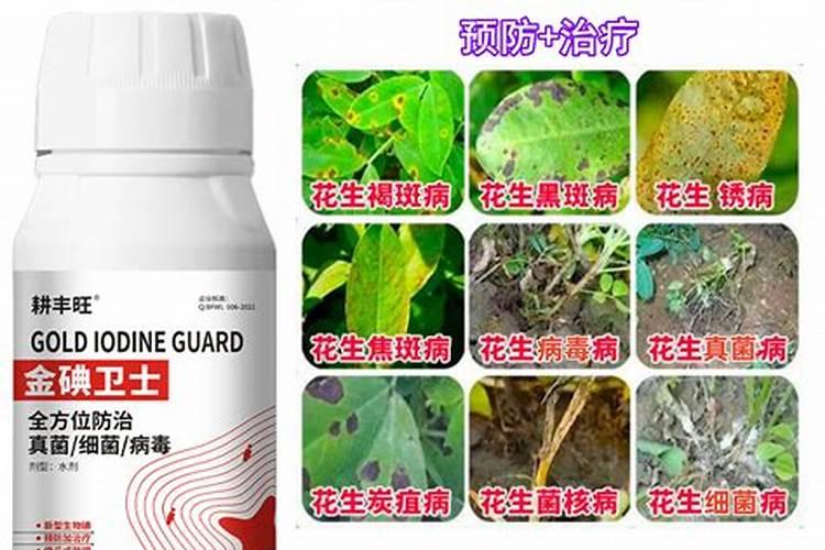 花生黑根死苗怎么治？